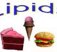 Lipidy - co to je? Lipidy: funkce, charakteristiky