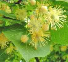 Lime Blossom: užitečných vlastností a škod