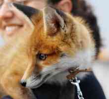 Fox dům: vlastnosti a podmínky zajištění. Chování lišek jako domácí mazlíčky