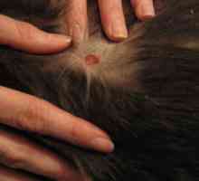 Kožního onemocnění u koček: příznaky a léčba