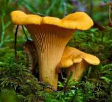 Лисичка обыкновенная: описание гриба, фото и советы по сушке