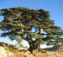 Libanonský cedr: popis, distribuce, využití a pěstování v domácnosti