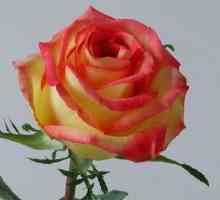 Любимая многими садоводами - роза "Амбианс"