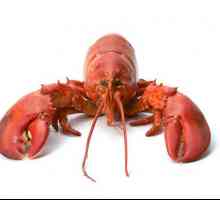 Lobster - je uznán jako pochoutka. Popis. Recept. fotografie