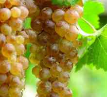 Nejlepší bílé Gruzínská vína: název a recenze. Gruzínské odrůd bílých polosladká vína