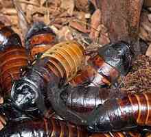 Мадагаскарские тараканы любят пошипеть