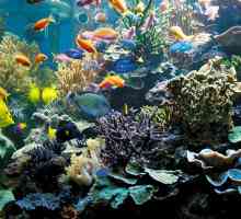 Malý umělý ekosystém akvária. Jak uzavřený ekosystém akvária?