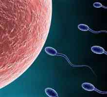 Pomalu se pohybující spermie: příčiny a léčba