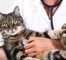 Mykoplazmózy u koček: symptomy a léčbu