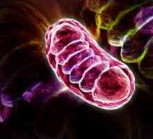 Mitochondriální syndrom dítě