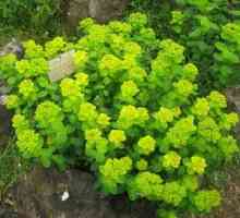 Euphorbia zahrada: odrůdy