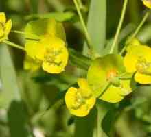 Молочай Палласа - растение, известное как "мужик-корень"
