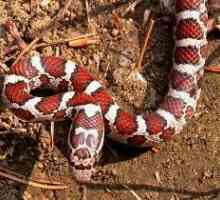 Молочная змея – удивительная красавица