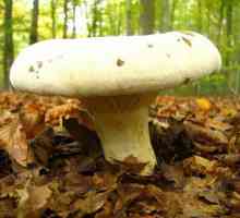 Молоканка - гриб, похожий на груздь. Приготовление грибов молоканок