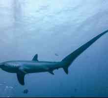 Морская хищница - акула-лисица