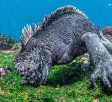 Морские игуаны: фото, размеры, повадки, интересные факты