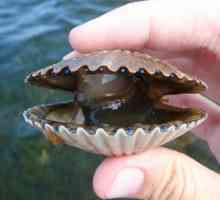 Морской гребешок - моллюск и деликатес