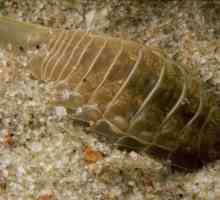 Морской таракан: среда обитания, строение, интересные факты