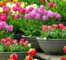 Je to možné pěstovat tulipány na jaře? Výsadba jarních tulipánů v zemi