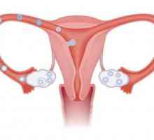 Mohu otěhotnět s jednou trubicí? gynekolog odpověď