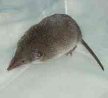 Мышь с длинным носом: название, описание вида