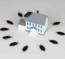 Spolehlivé prostředky švábů kyseliny borité