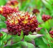 Tinktura Rhodiola rosea - skvělý lék