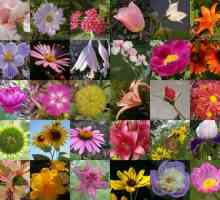 Název květiny pro kytice dařit kompozici na chatě