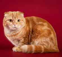 Neobyčejně krásný a vyrovnaný cat Scottish plemeno
