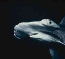 Необычное морское существо - акула-молот