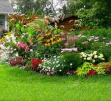 Nenáročné trvalky květiny, kvetoucí celé léto pro vaši zahradu