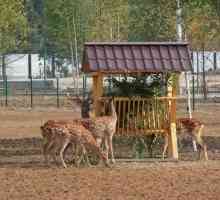 Několik důvodů, proč navštívit Jaroslavl Zoo