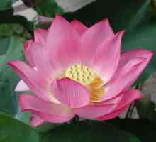 Neuvěřitelně krásná údolí lotus Taman