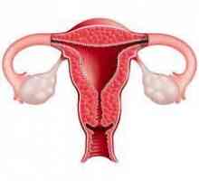 Normální ovariální velikost u žen před a po porodu