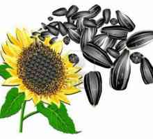 Výhody slunečnicových semen a kolik kalorií v semenech