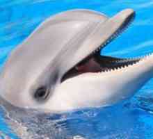 О том, сколько живут дельфины, и о других интересных фактах об этих животных