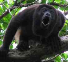 Обезьяна-ревун: описание приматов и значение их криков