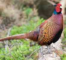 Обыкновенный фазан: описание, особенности питания, размножение и интересные факты