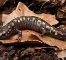Огненная саламандра – животное родом из легенд