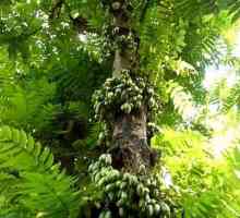 Огуречное дерево — описание, виды, особенности ухода и выращивания