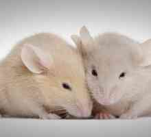 Оказывается, мыши могут петь любовные серенады на уровне ультразвука