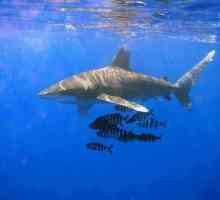 Океаническая длиннокрылая акула: описание, особенности и среда обитания