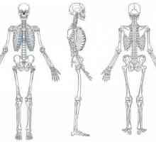 Muskuloskeletální systém: funkce a struktura. Vývoj lidského pohybového aparátu
