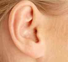 Orgán sluchu: anatomie a funkce hlavních odděleních