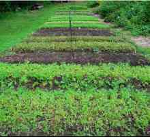 Органическое земледелие: с чего начать? Природное земледелие