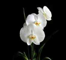 Orchid - energetický upír, nebo převzaté z nesmyslů