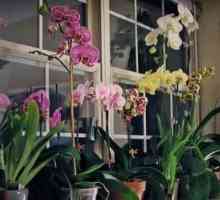 Orchid: jak správně zalévat květiny