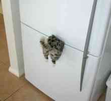 Původní magnet na ledničku: „cat přilepená“