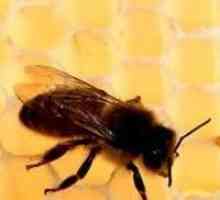 Осенняя подкормка пчел: быстро, эффективно, точно в срок