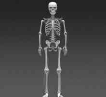 Základem lidské kostry. kostra kosti
